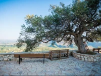 Marjoram - Morfi Village