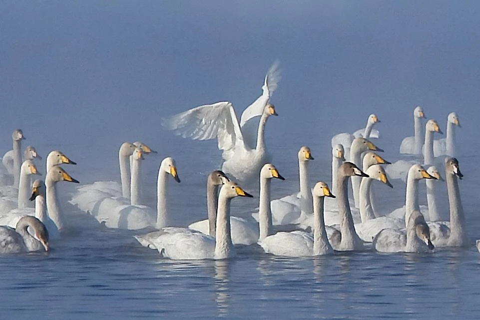 Новогодние каникулы Алтай