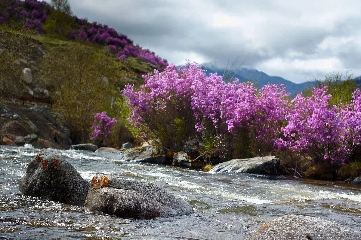 Весенний путь к маральнику Алтая