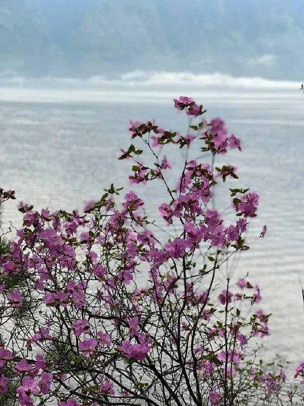 Цветущий Алтай: тропами маральника