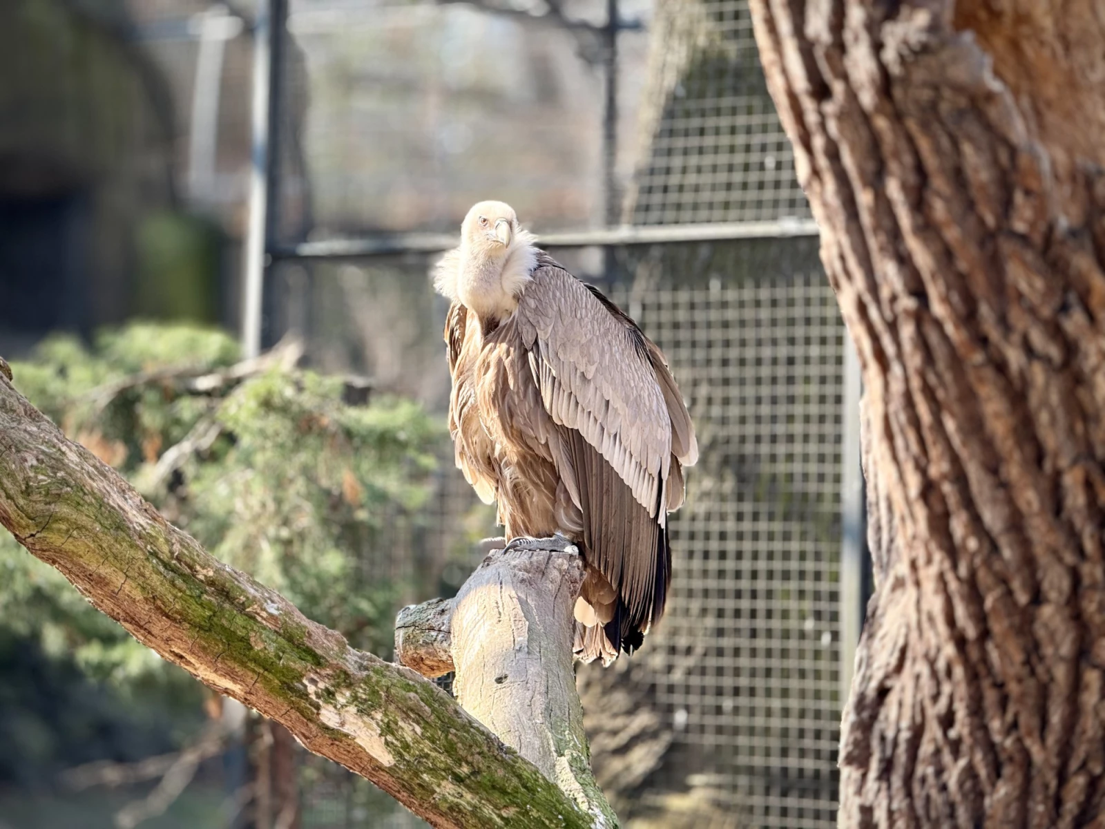 Берлинский зоопарк
