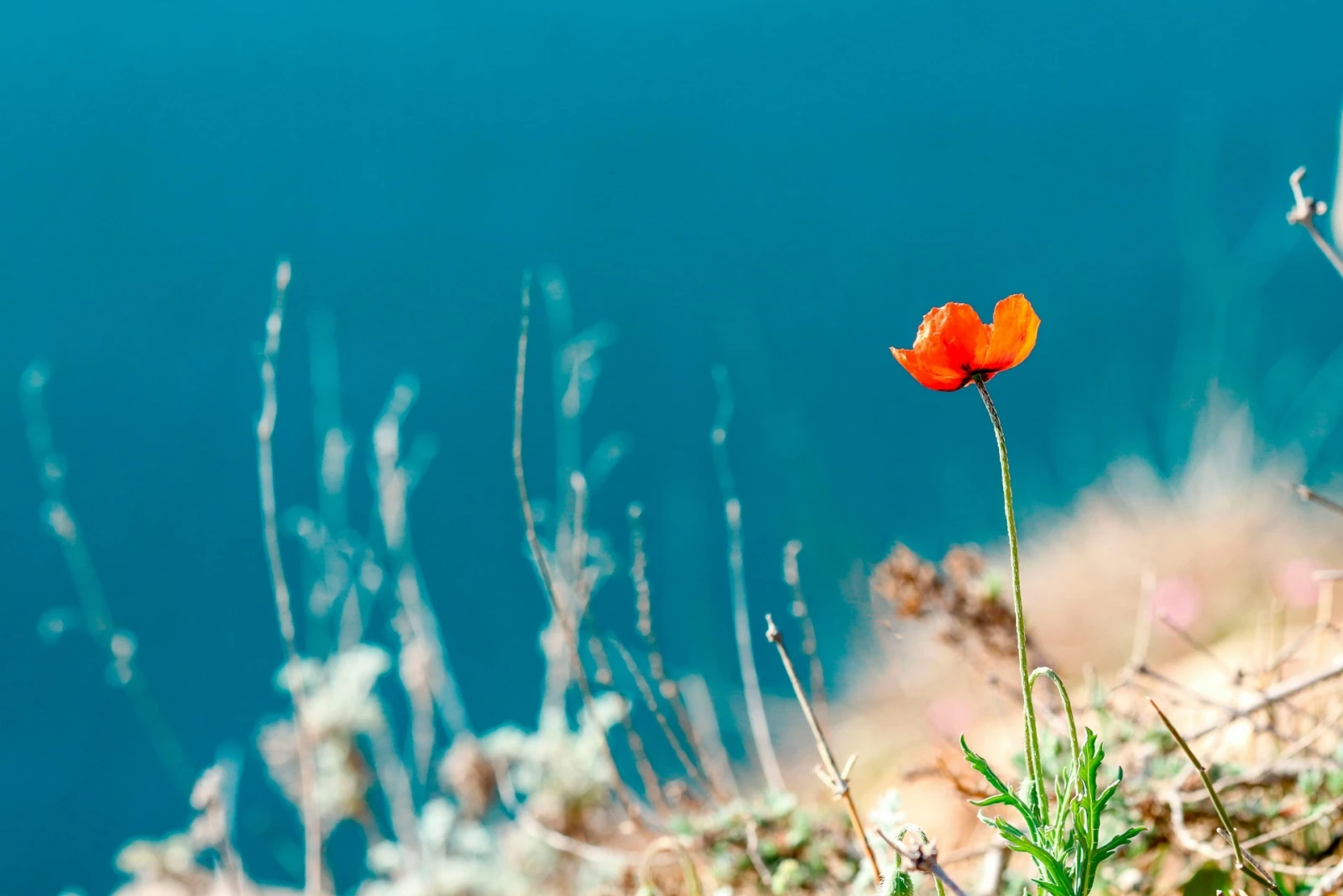 Первомайский район (Крым)