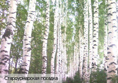 Старые Урмары, Россия