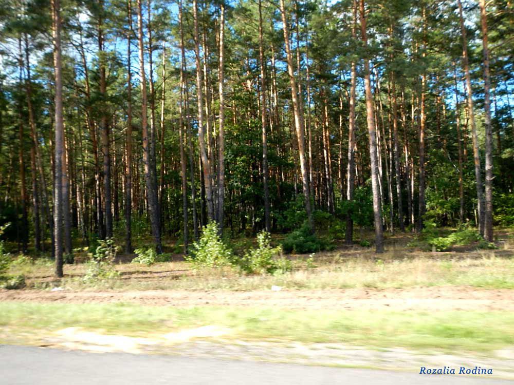 Борщевка (Речицкий р-н)