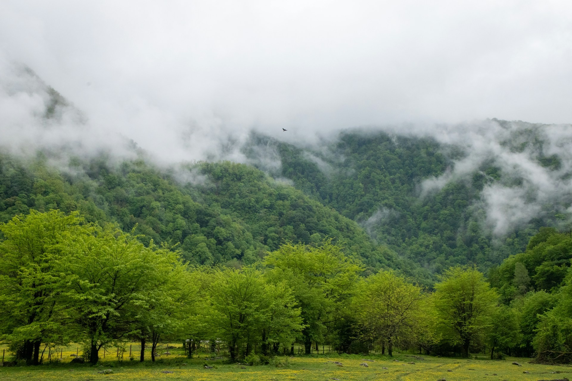 Псху, Абхазия