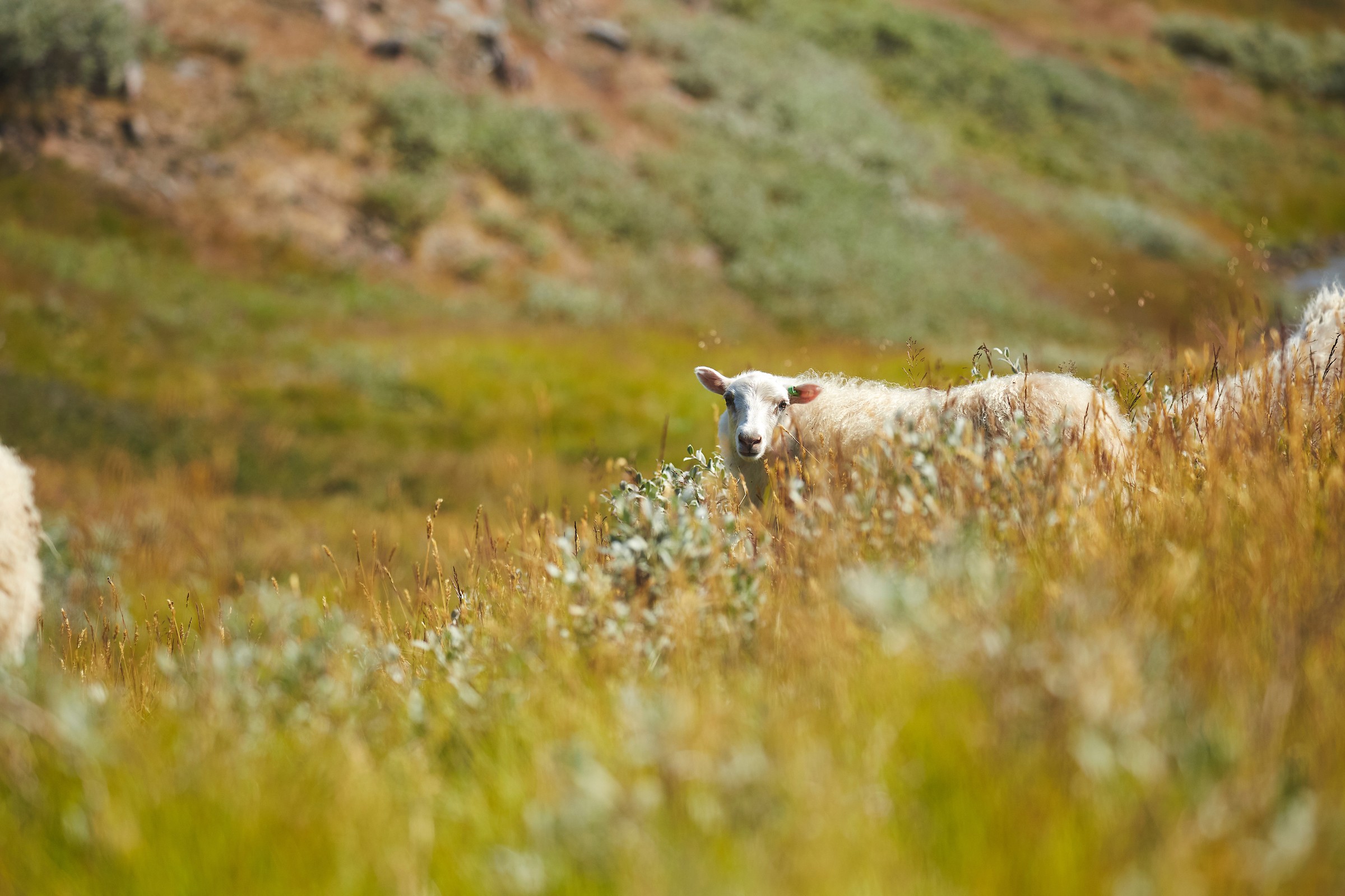 Иннеруулалик