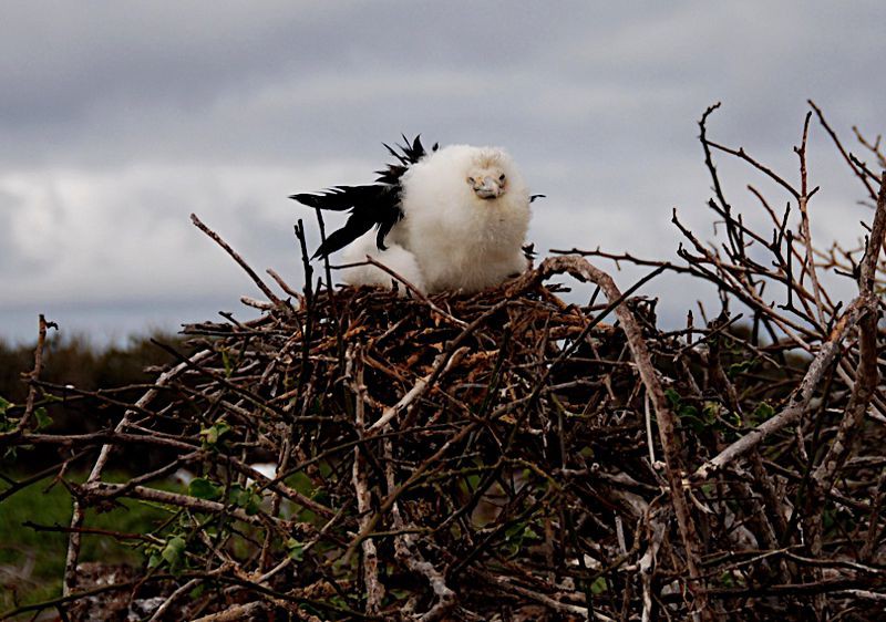 о.Дженовеза, Галапагоссы
