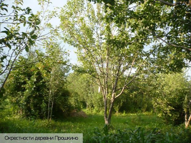 Прошкино, Россия