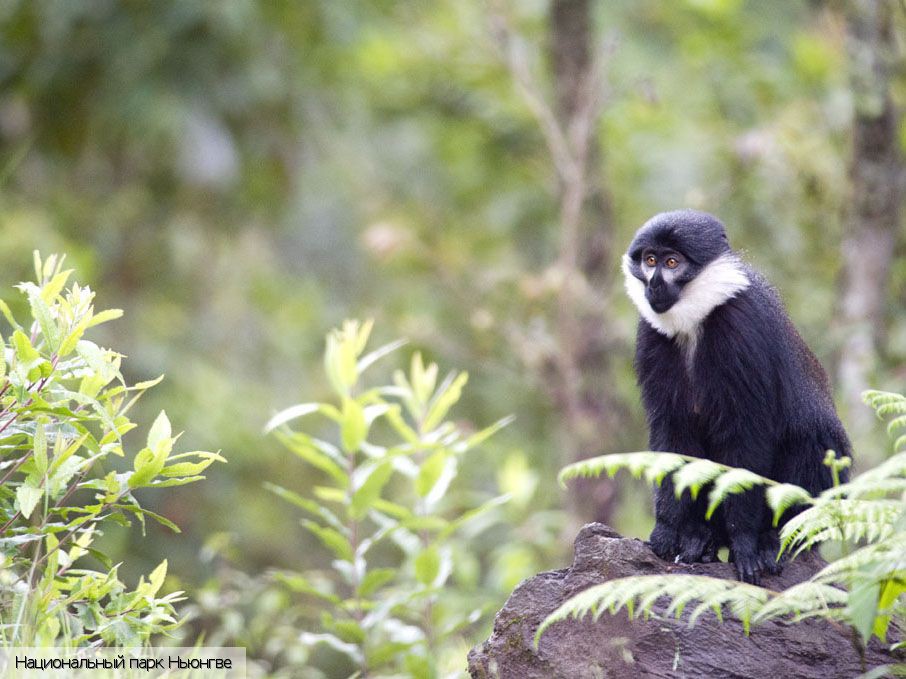  Руанда (экскурс.), Руанда