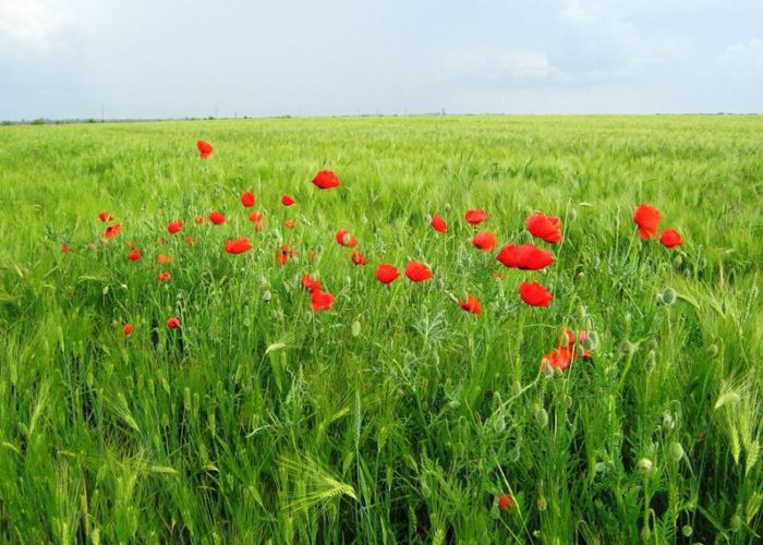 Озёрное (Узун-Сакал Татарский), Россия