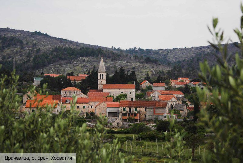 Драчевица